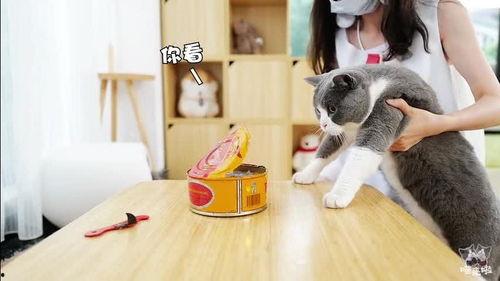 网瓜猫可以吃吗有毒吗视频,揭秘其毒性及食用风险