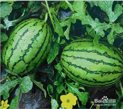 吃瓜网去哪里看