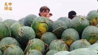 临沂网红吃捎瓜现场,挑战极限味蕾盛宴