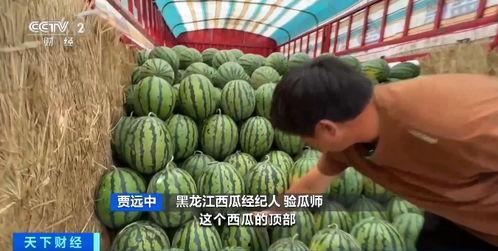 文安网红梅姐吃瓜事件,揭秘网络舆论背后的真相