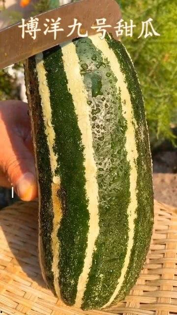 吃瓜网怎么没了,吃瓜网消失之谜