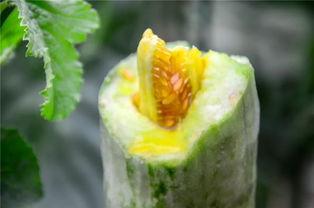 网红吃瓜的意义,揭秘网络时代的娱乐狂欢与社交风向标