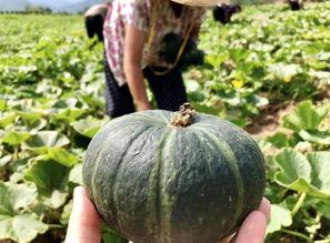 吃瓜14岁网红,揭秘网络红人的成长之路