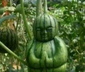 诸暨吃瓜网红事件真相,揭秘背后真相与网络舆论的反思