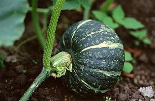 非洲网红吃瓜图片高清视频,高清视频揭秘瓜界新潮流