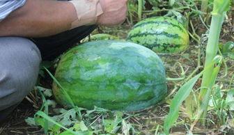 菏泽曹县网红吃瓜事件,一场网络舆论的发酵与反思  第2张