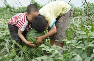 菏泽曹县网红吃瓜事件,一场网络舆论的发酵与反思  第3张
