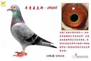 网红吃瓜鸽子视频在线观看