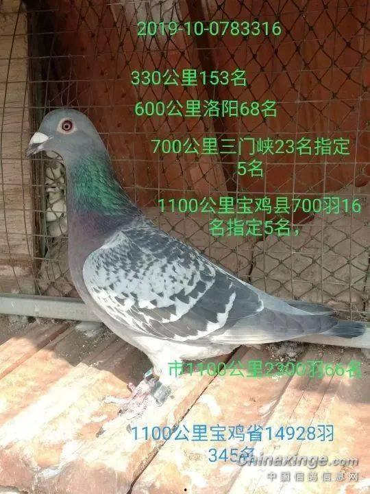 网红吃瓜鸽子视频在线观看  第2张