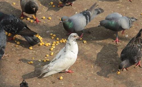 网红吃瓜鸽子视频在线观看  第3张
