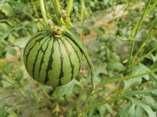 东北网红吃瓜是谁啊,揭秘东北网红“吃瓜”背后的故事  第3张