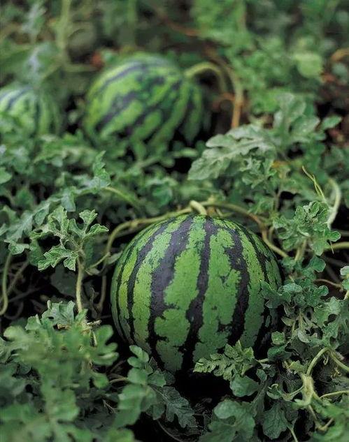 雅麻跌吃瓜网,揭秘网络热点的背后真相  第2张