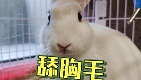 网红兔兔抖音吃瓜是真的吗  第1张