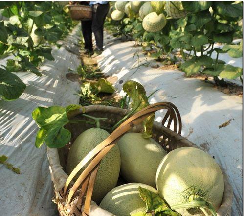 吃瓜网红江苏,带你领略网络风云变幻  第2张