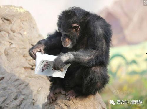 网红猩猩吃瓜事件视频,萌态百出引网友热议  第1张