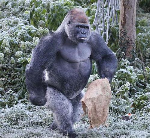 网红猩猩吃瓜事件视频,萌态百出引网友热议  第2张