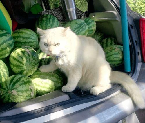 红领巾吃瓜网柚子猫,柚子猫带你领略网络世界的趣味与智慧  第3张