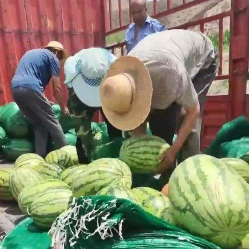 甘肃网红老头吃瓜  第3张