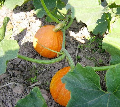 瓜吃料网入口最新  第2张