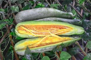 网红笨笨吃瓜,揭秘娱乐圈幕后真相