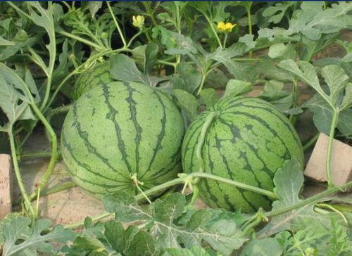 渭南网红吃瓜事件,揭秘网络舆论背后的真相与争议  第1张