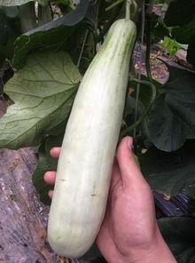 吃瓜上可以搜到的网红  第3张