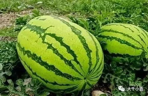 吃瓜官网地址在哪,一站式娱乐资讯平台深度解析  第2张